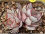 Ешеверия стриктифлора (Echeveria strictiflora v nova 스트릭트플로라2두)