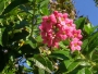 Ескалония (Escallonia)
