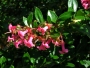 Ескалония (Escallonia)