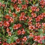 Ескалония (Escallonia)