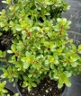 Ескалония (Escallonia)