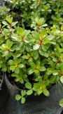 Ескалония (Escallonia)