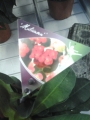 Еуфорбиа, Христов венец, Исусовия венец (Euphorbia millii)