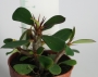 Еуфорбиа, Христов венец, Исусовия венец (Euphorbia millii)