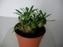 Еуфорбия (Euphorbia)
