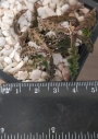 Еуфорбия, декарова млечка (Euphorbia decaryi)