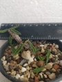Еуфорбия, декарова млечка (Euphorbia decaryi)