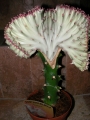 Еуфорбия присадка (Euphorbia)