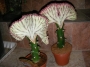 Еуфорбия присадка (Euphorbia)