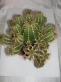 Еуфорбия (Euphorbia echinus)