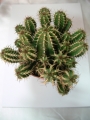 Еуфорбия (Euphorbia echinus)