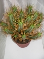 Еуфорбия (Euphorbia)