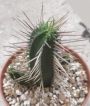 Еуфорбия (Euphorbia)