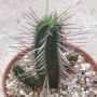 Еуфорбия (Euphorbia)