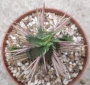 Еуфорбия (Euphorbia)