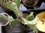 Еуфорбия (Euphorbia Grandicornis)