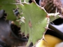 Еуфорбия (Euphorbia Grandicornis)
