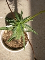 Еуфорбия (Euphorbia)