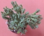 Еуфорбия (Euphorbia)