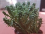 Еуфорбия (Euphorbia)