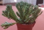 Еуфорбия (Euphorbia)