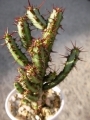 Еуфорбия (Euphorbia aeruginosa)
