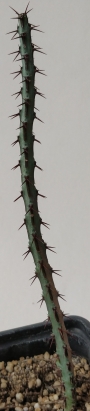 Еуфорбия (Euphorbia aeruginosa)