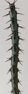 Еуфорбия (Euphorbia aeruginosa)