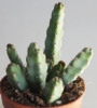 Еуфорбия (Euphorbia debilispina)