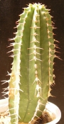 Еуфорбия (Euphorbia echinus)