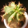 Еуфорбия (Euphorbia echinus)