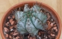 Еуфорбия (Euphorbia horrida striata)
