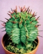 Еуфорбия (Euphorbia horrida striata)