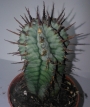 Еуфорбия (Euphorbia horrida striata)