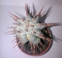 Еуфорбия (Euphorbia horrida striata)