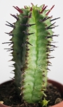Еуфорбия (Euphorbia horrida striata)