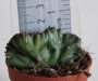 Еуфорбия (Euphorbia lactea cristata)