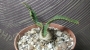 Еуфорбия (Euphorbia stellata)