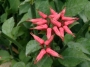 Еуфорбия (Euphorbia tithymaloides)