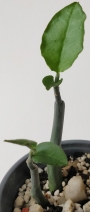 Еуфорбия (Euphorbia tithymaloides)