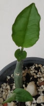 Еуфорбия (Euphorbia tithymaloides)