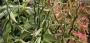 Еуфорбия (Euphorbia tithymaloides)