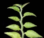 Еуфорбия (Euphorbia tithymaloides)