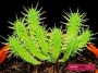 Еуфорбия фимбриата (Euphorbia fimbriata)