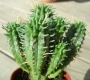 Еуфорбия фимбриата (Euphorbia fimbriata)