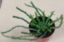 Еуфорбия медуза (Euphorbia caput-medusae, Euphorbia pugniformis)