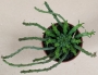 Еуфорбия медуза (Euphorbia caput-medusae, Euphorbia pugniformis)