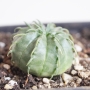 Еуфорбия мелоформис (Euphorbia meloformis)