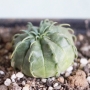 Еуфорбия мелоформис (Euphorbia meloformis)