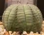 Еуфорбия обеса (Euphorbia obesa)